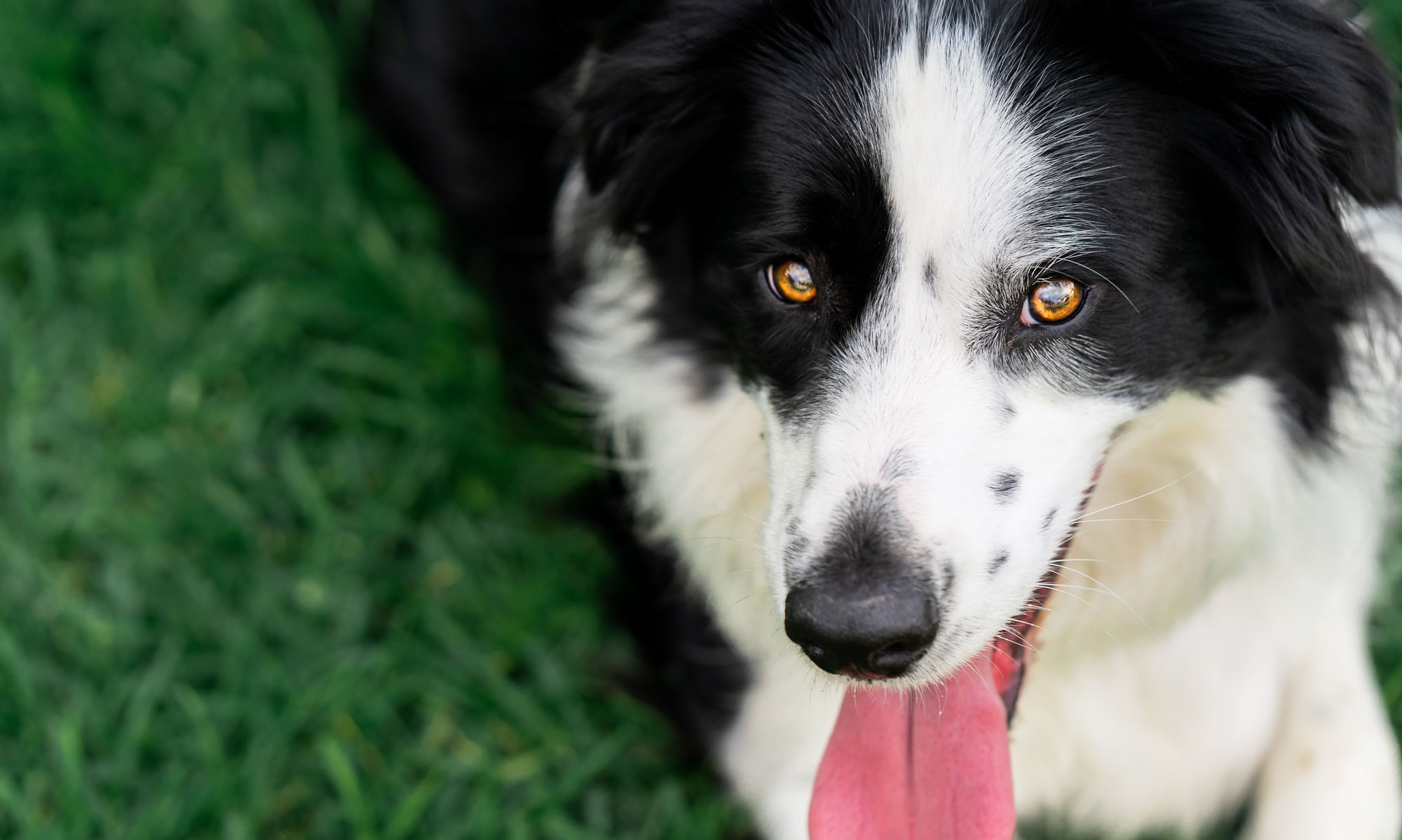 Sutherland photographer pets dog collie
