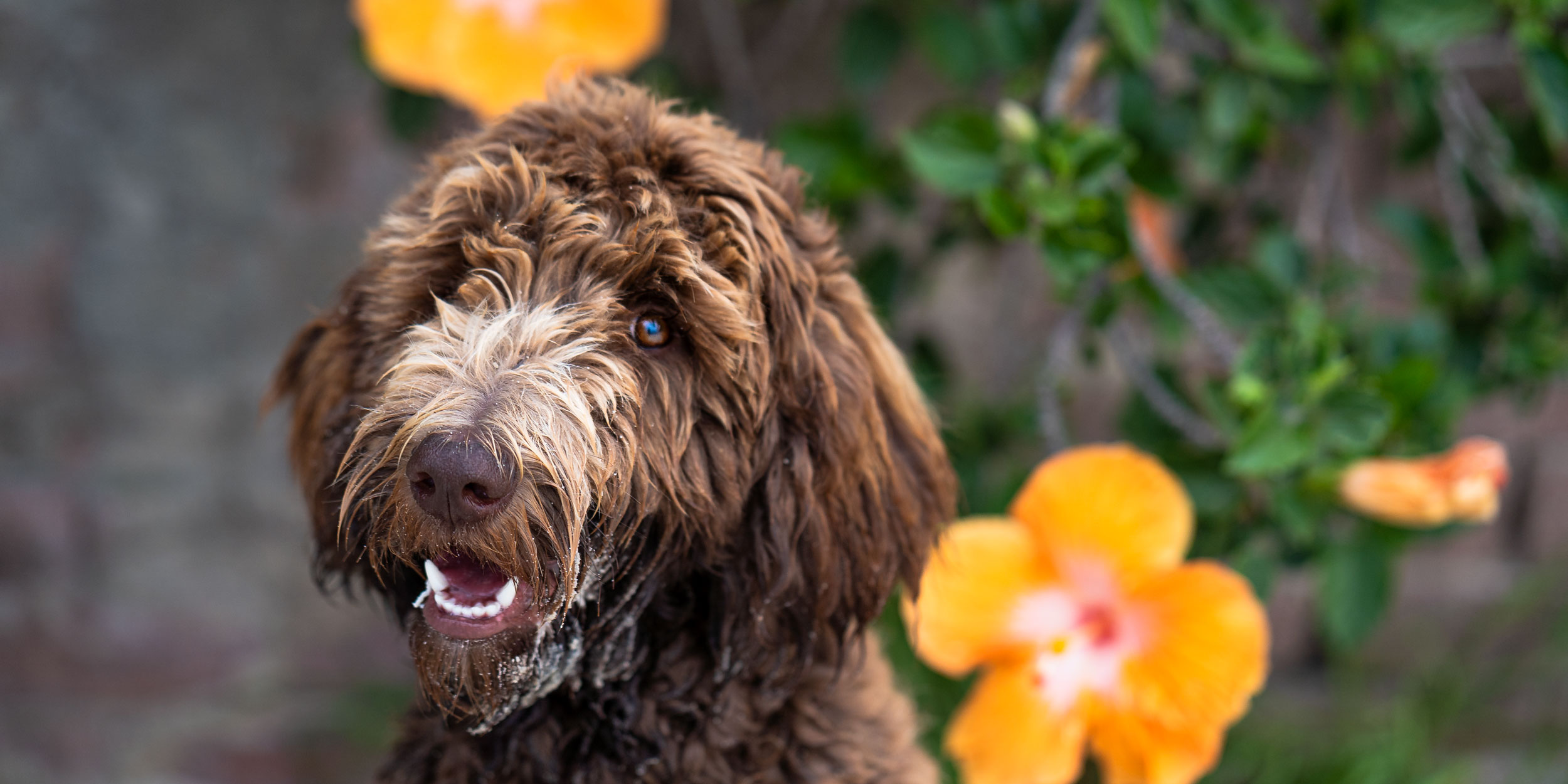 Labradoodle puppy owner