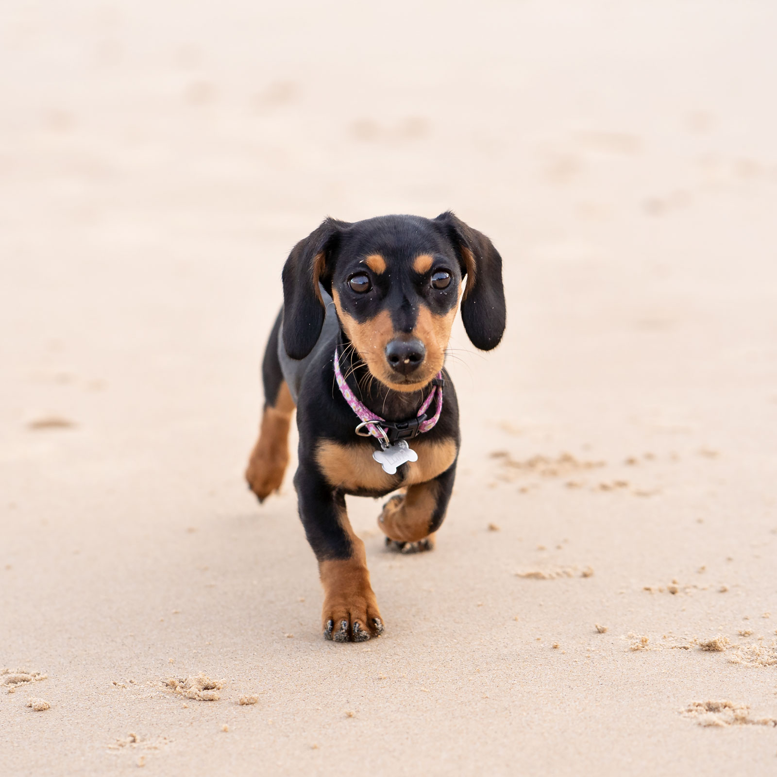 rousehill regional park photoshoot Full Session