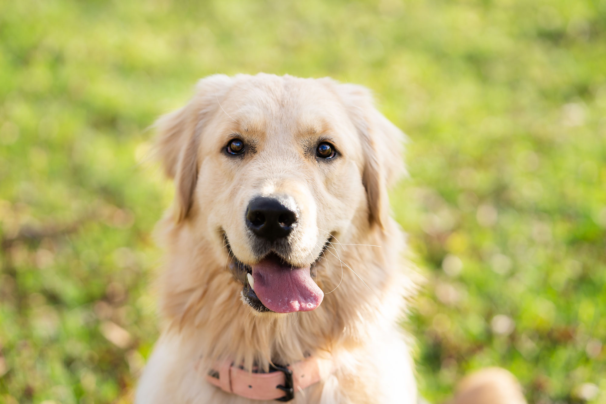 Mini Session Hills district pets