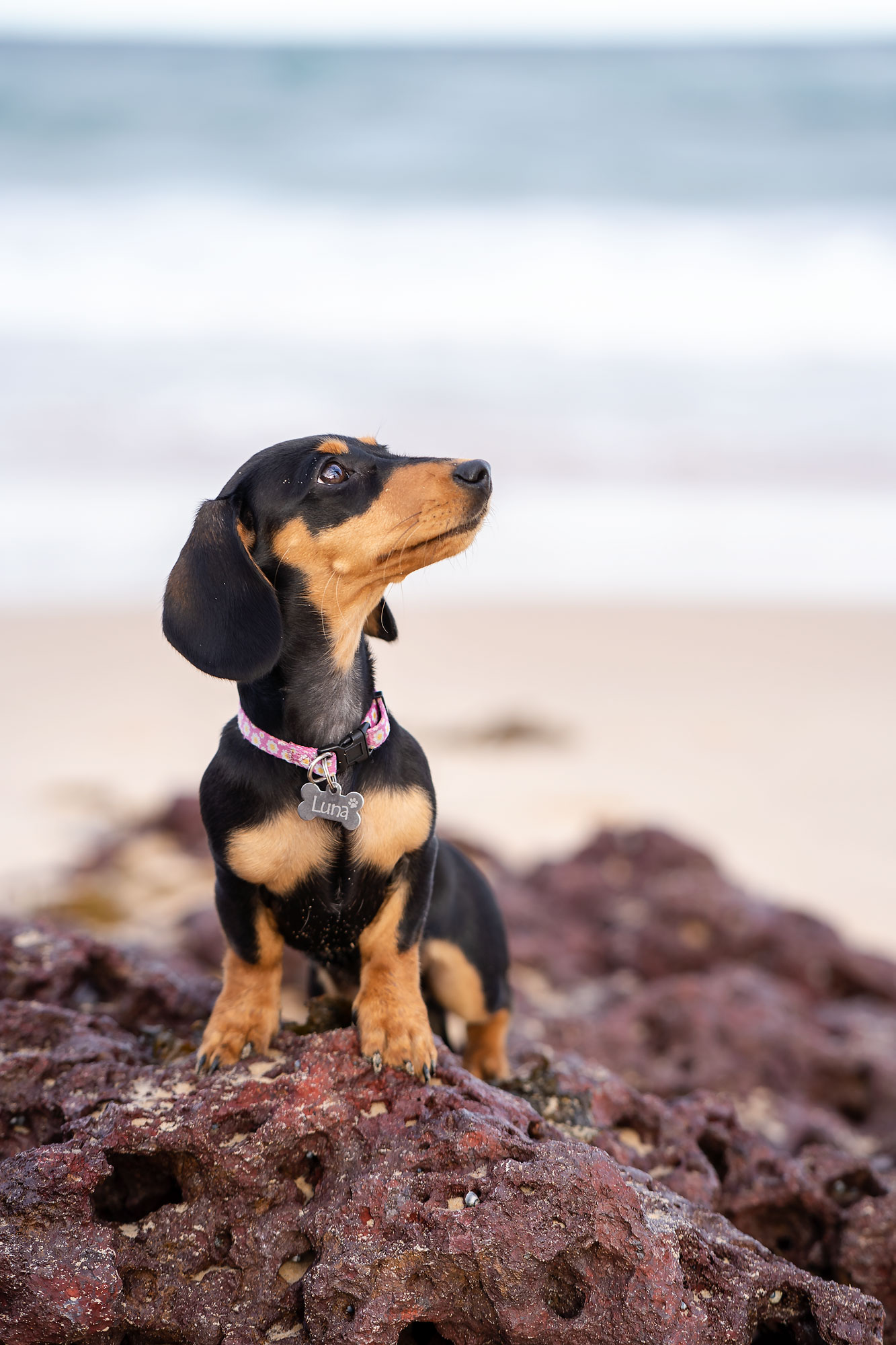 Long Reef beach dogfriendly owner sunset