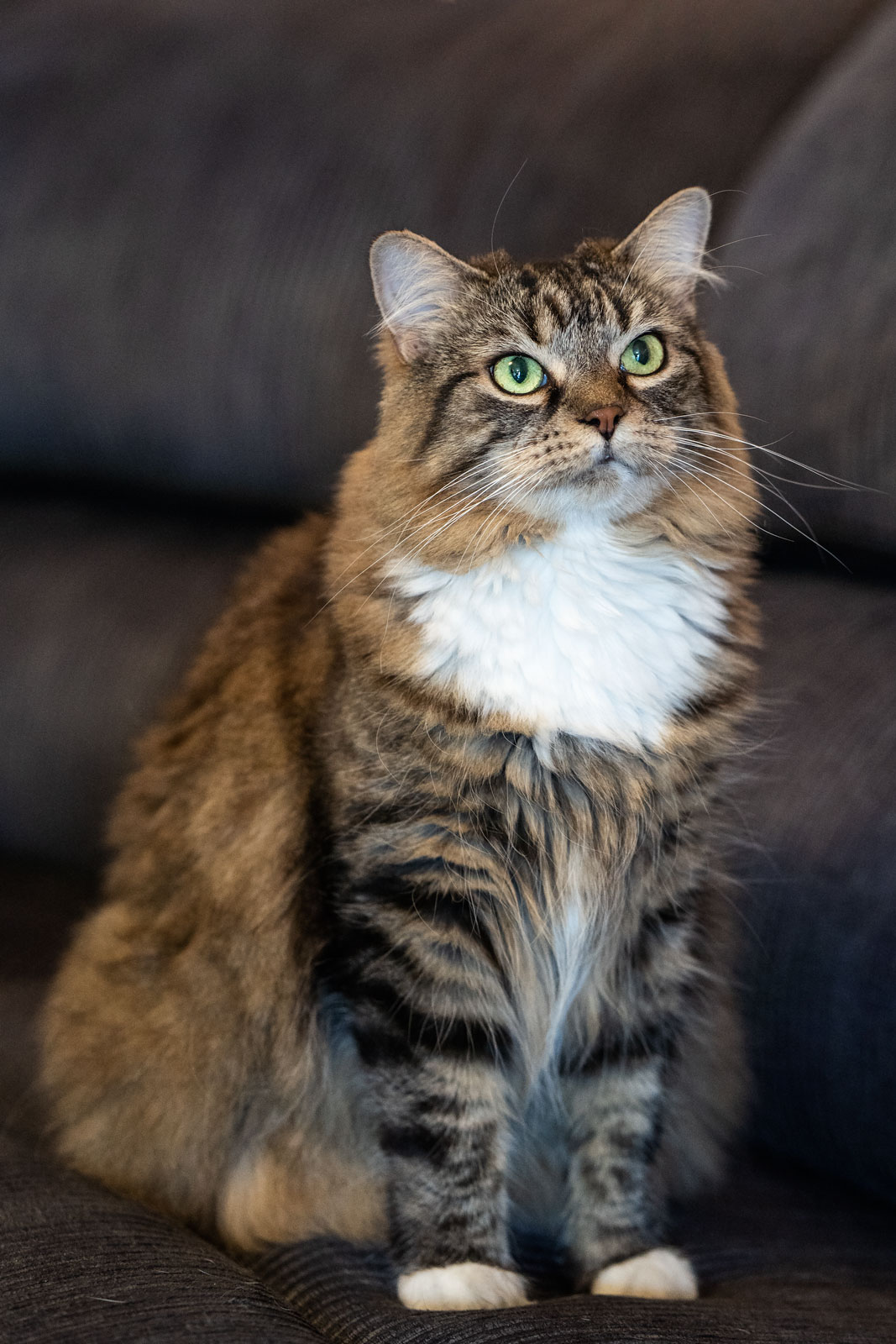 cat RSPCA western sydney photographer profressional